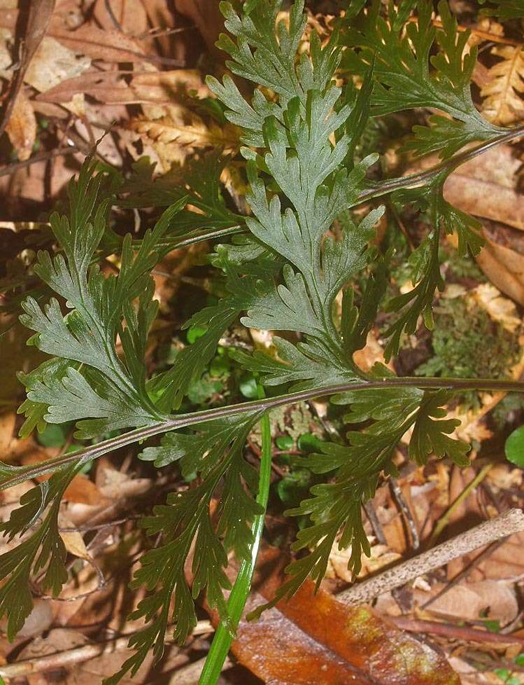 Image de Hymenophyllum dilatatum (G. Forst.) Sw.