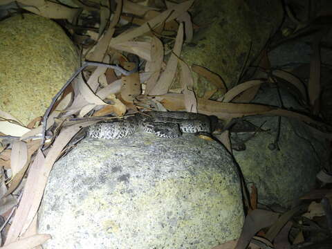 Image of Northern death adder