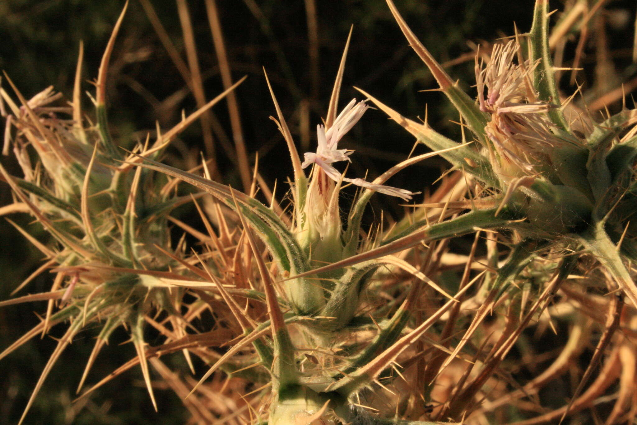 Image of Red Toothed Star-thistle