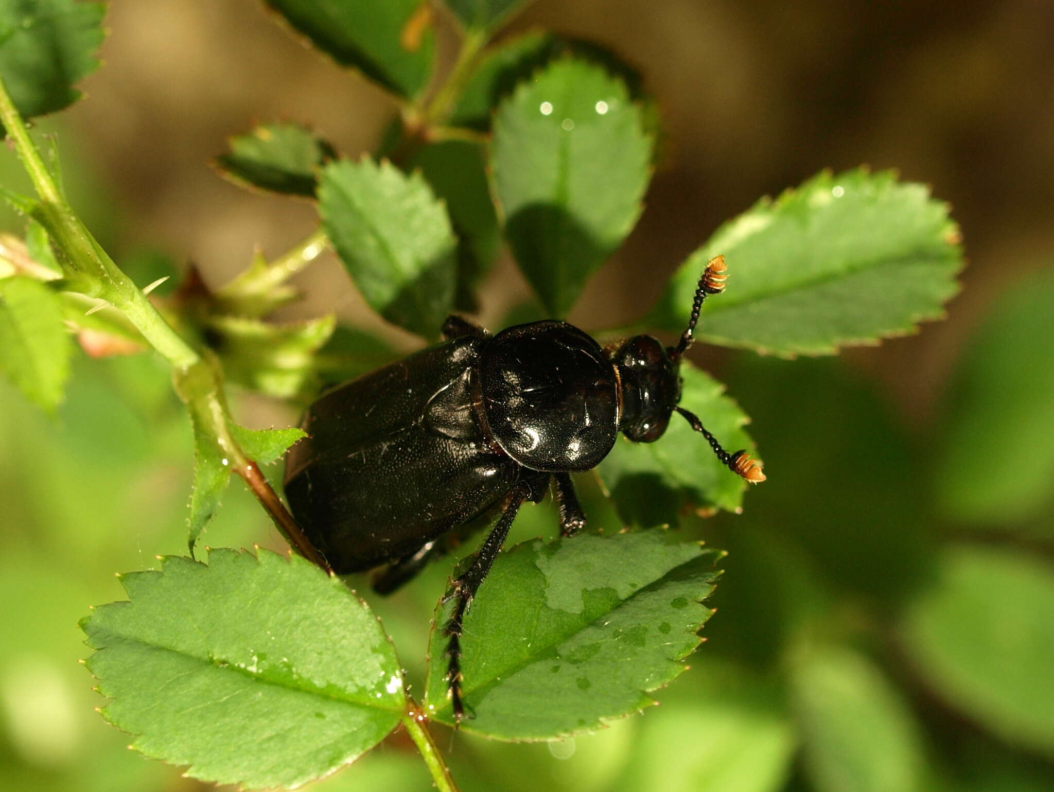 Image of Nicrophorus (Nicrophorus) humator (Gleditsch 1767)