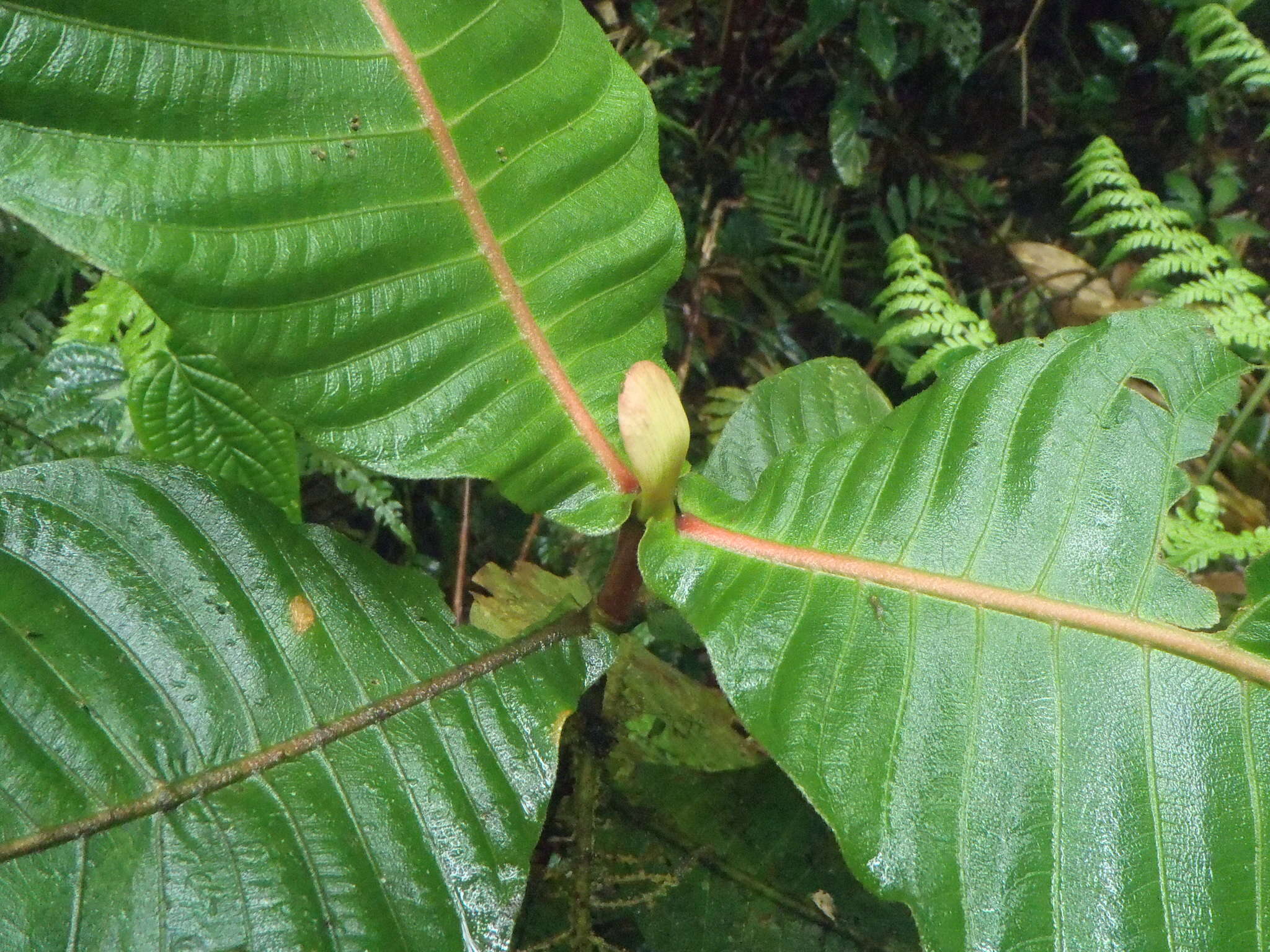 Image de Elaeagia auriculata Hemsl.