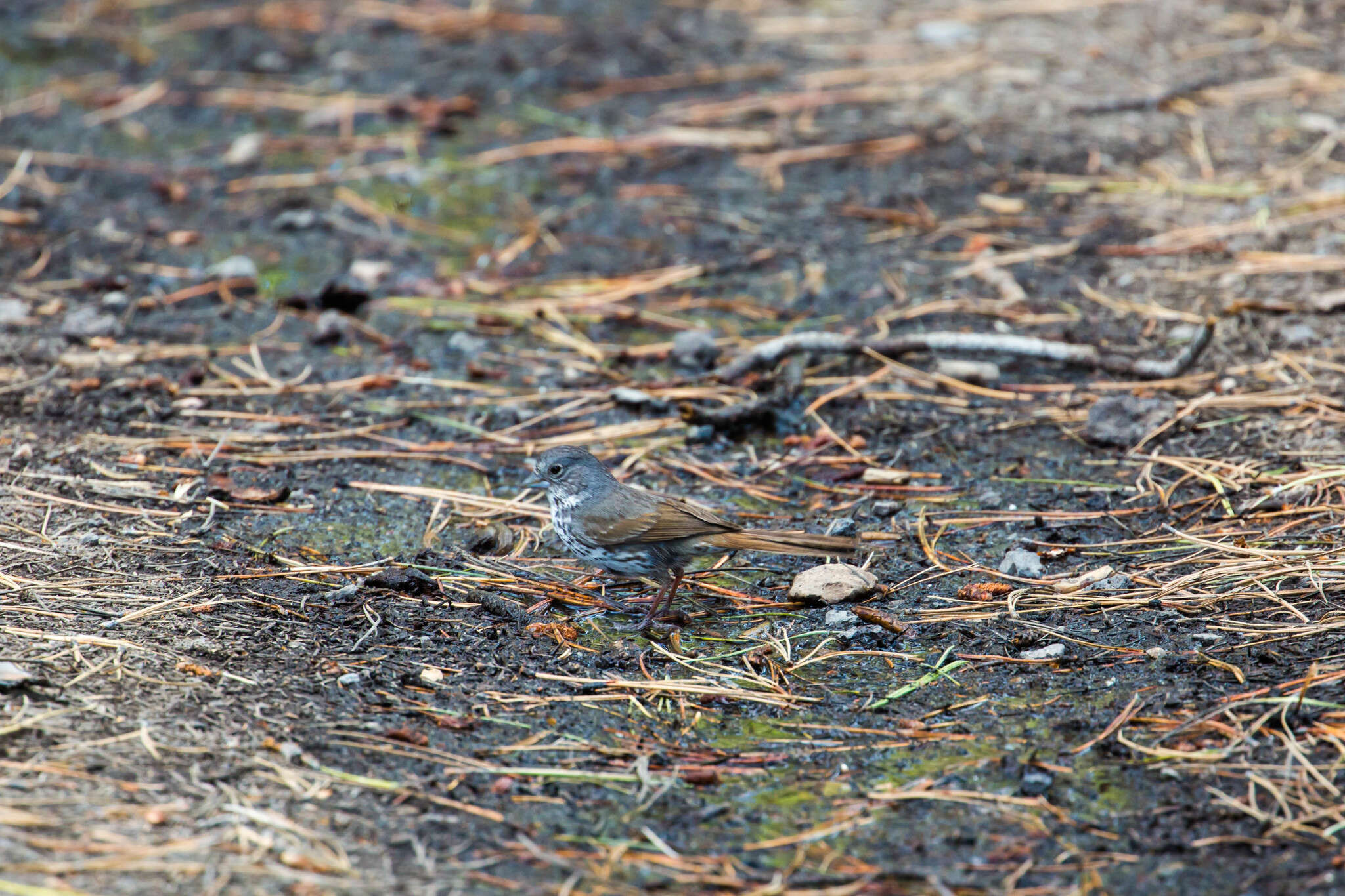 Image de Passerella iliaca monoensis