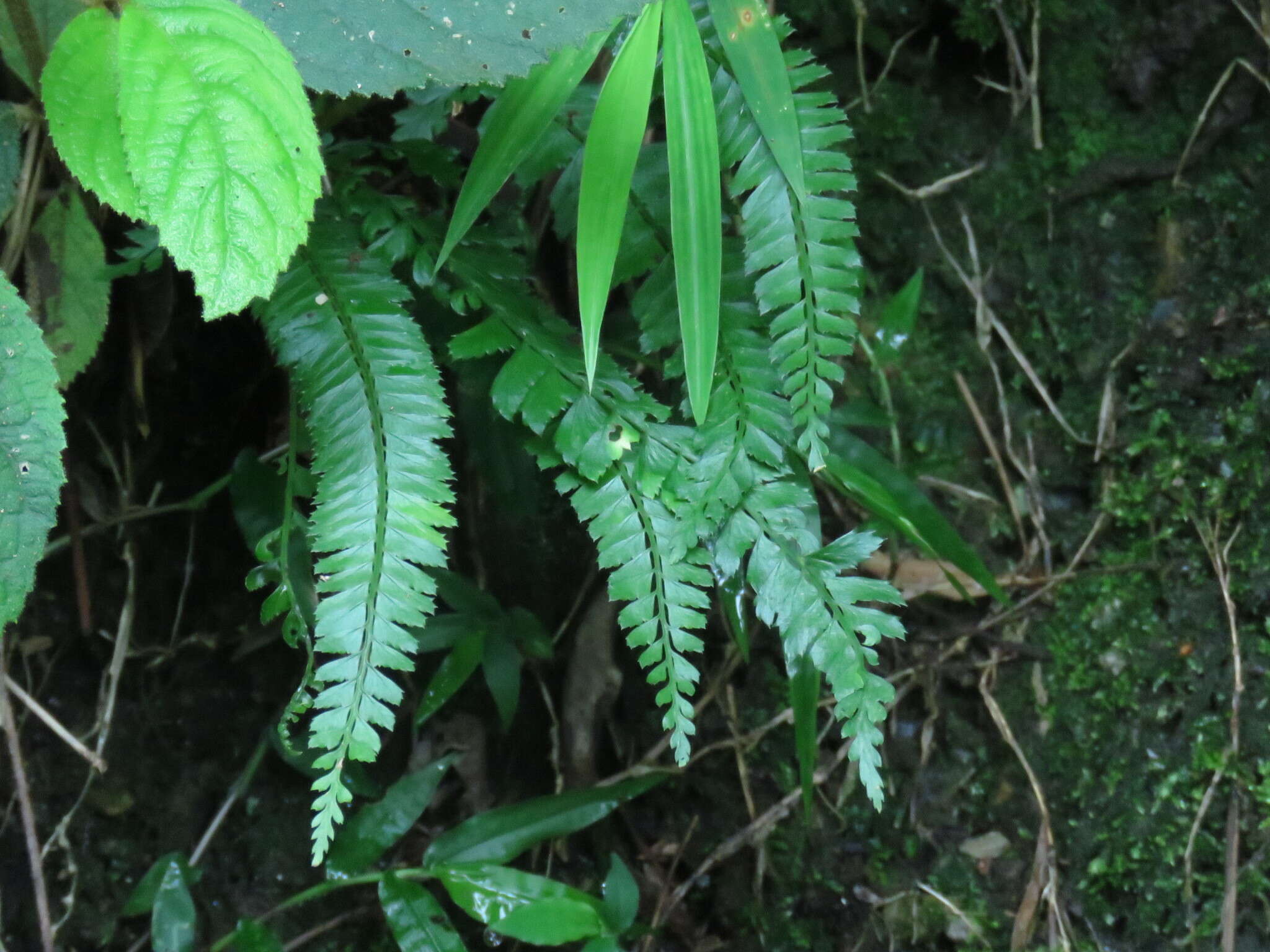 Imagem de Polystichum hancockii (Hance) Diels