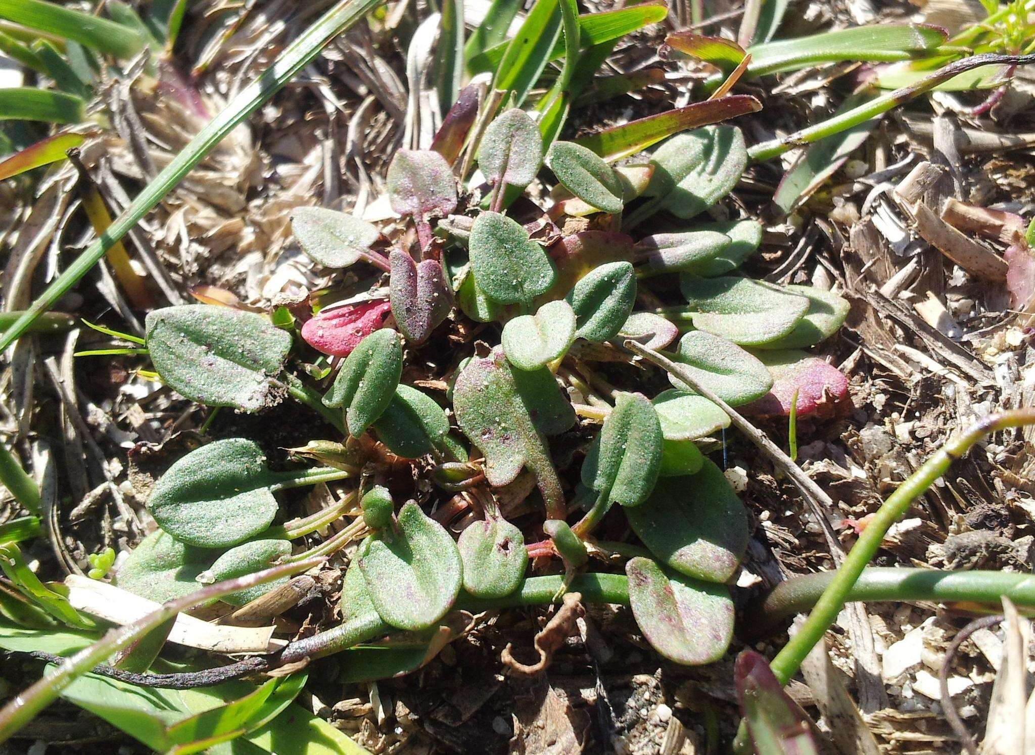 Слика од Rumex cordatus Desf.