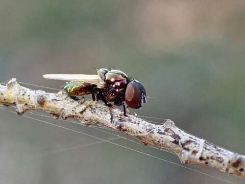 Image of Lamprolonchaea brouniana (Bezzi 1919)