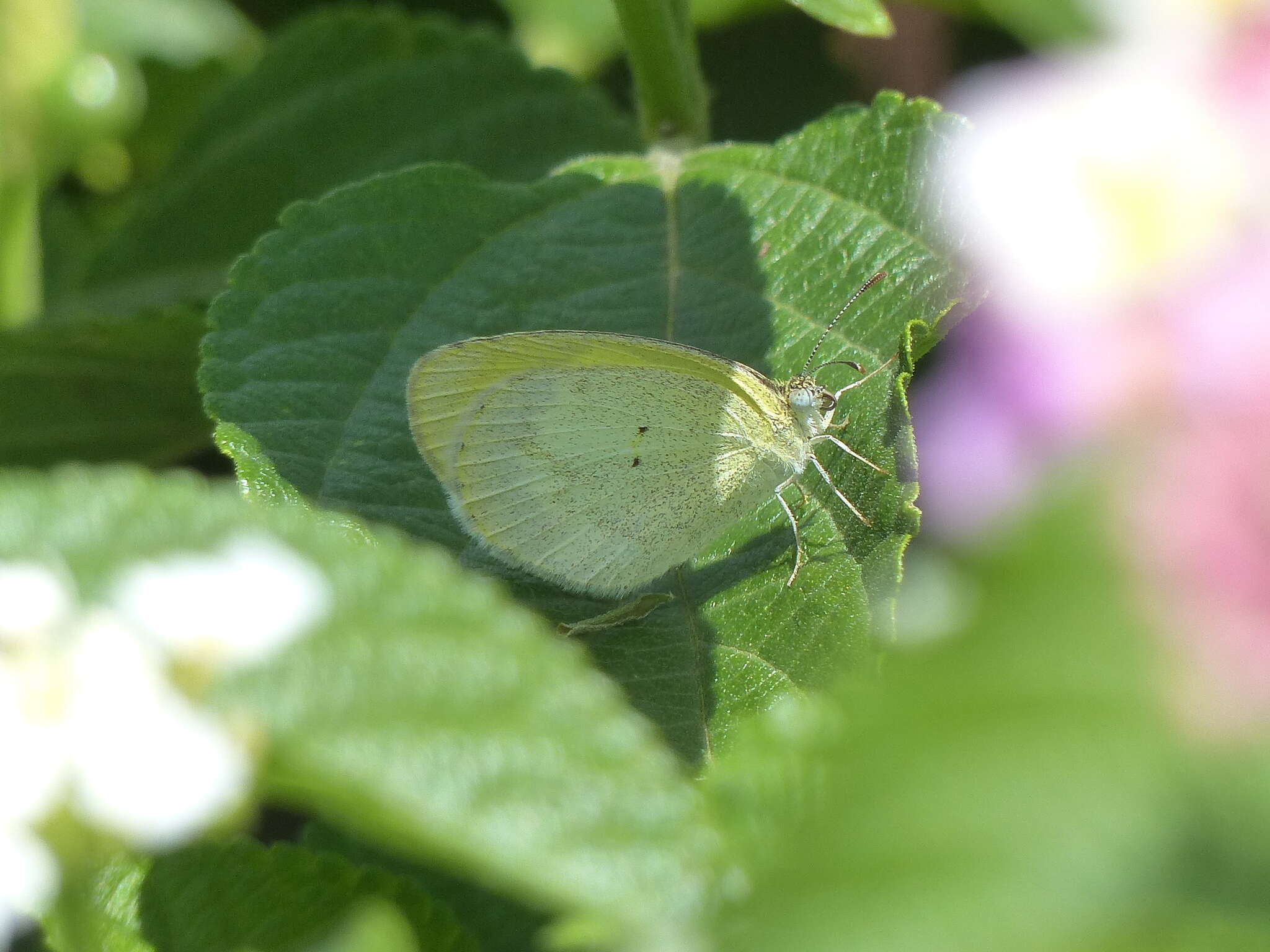 Image of Eurema elathea (Cramer (1777))