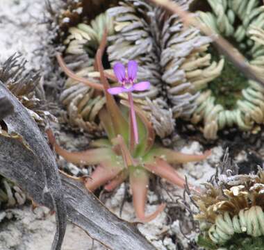 Image of Pinguicula gypsicola T. S. Brandeg.