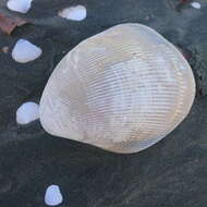 Image of giant Pacific eggcockle