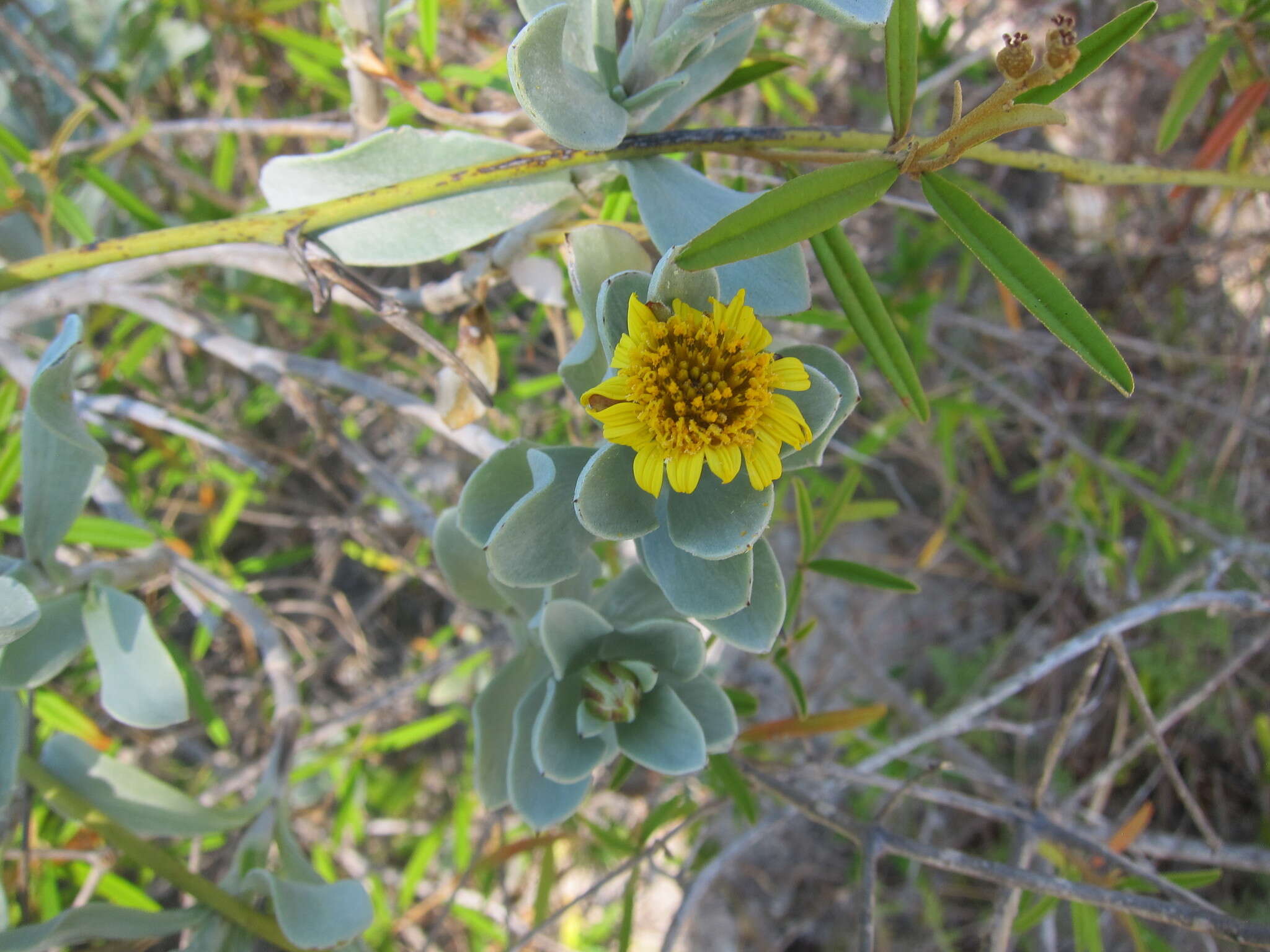 Image of Tree Oxeye