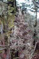 Image of mountain neinei