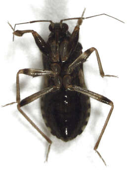 Image of Alloeorrhynchus