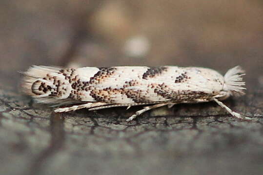 Phyllonorycter sagitella (Bjerkander 1790)的圖片