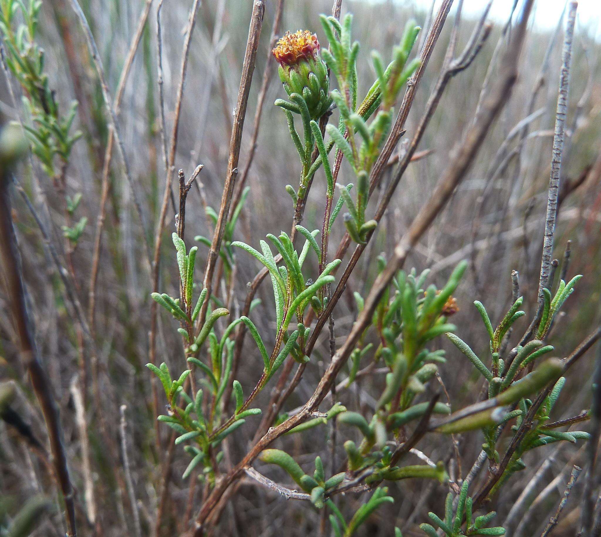 Imagem de Marasmodes defoliata S. Ortiz