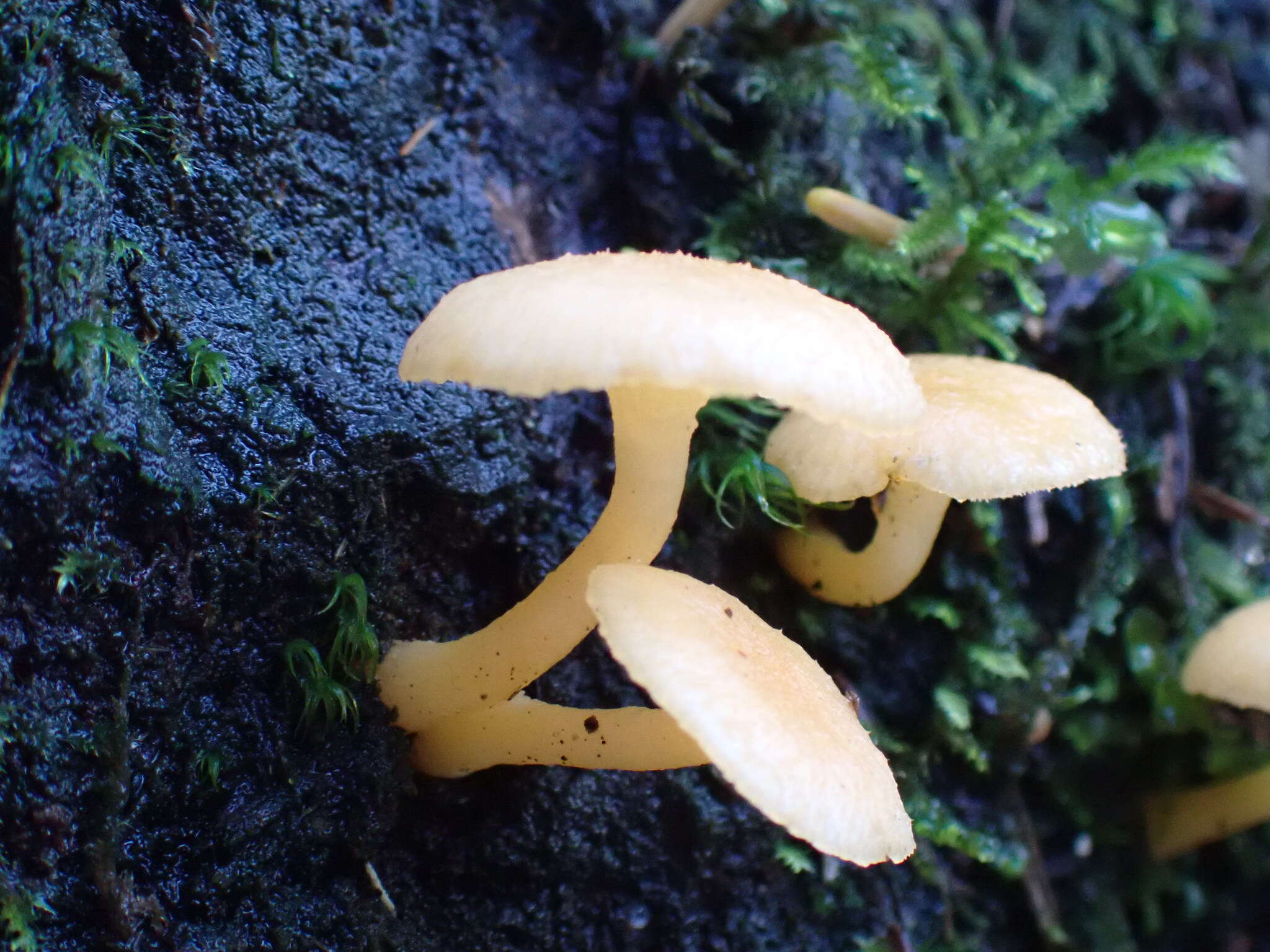 Image of Chrysomphalina aurantiaca (Peck) Redhead 1987