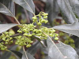 Image of Hedycarya angustifolia A. Cunn.