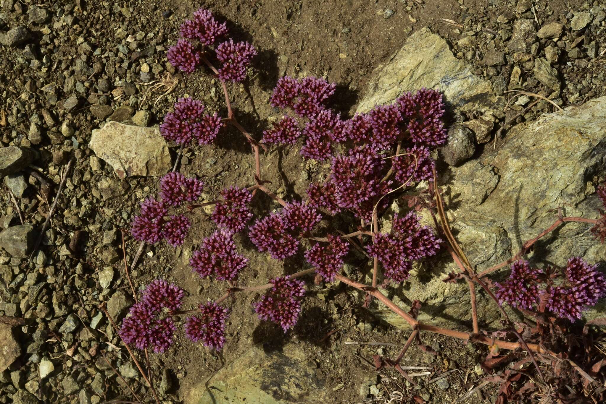 Image of Palmer's spineflower