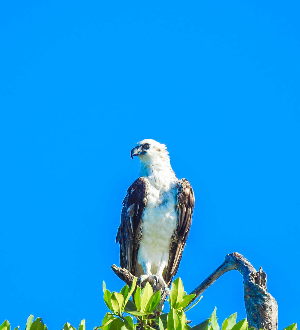 Image of Pandion haliaetus ridgwayi Maynard 1887