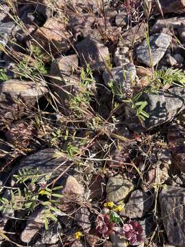 Image of sharpkeel milkvetch