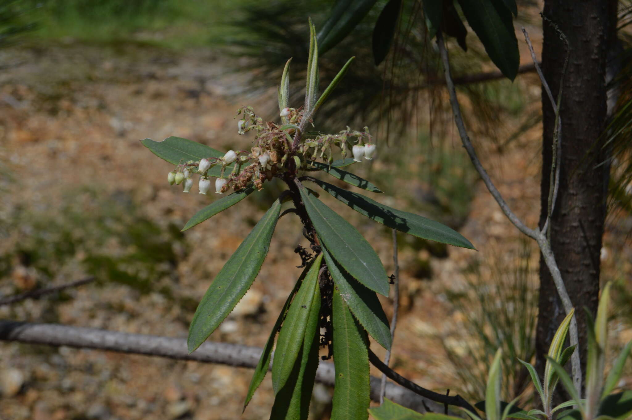 Image of Comarostaphylis longifolia (Benth.) Klotzsch