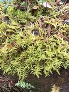 Image of pseudoscleropodium moss