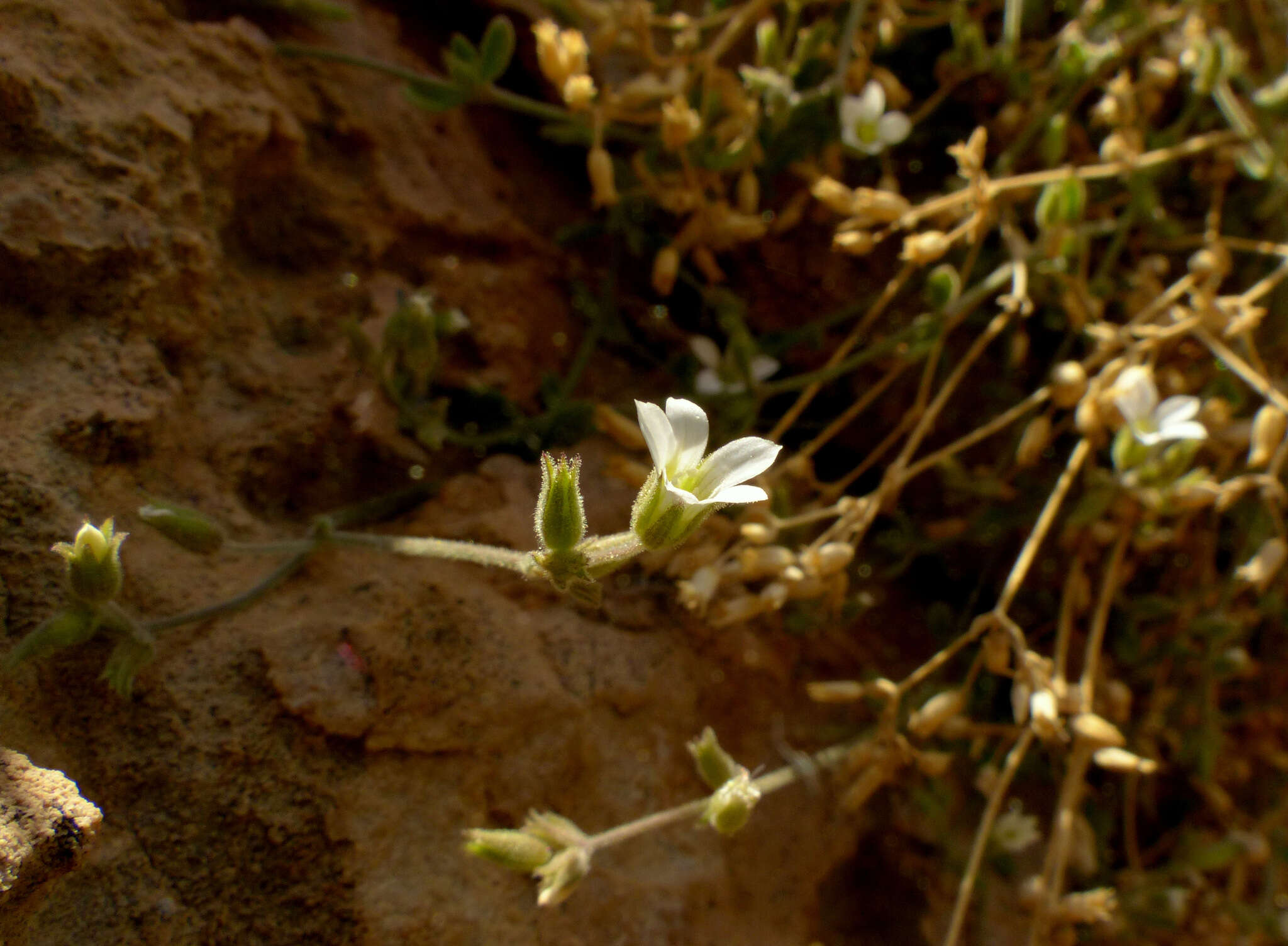 Image of Arenaria deflexa Decne.