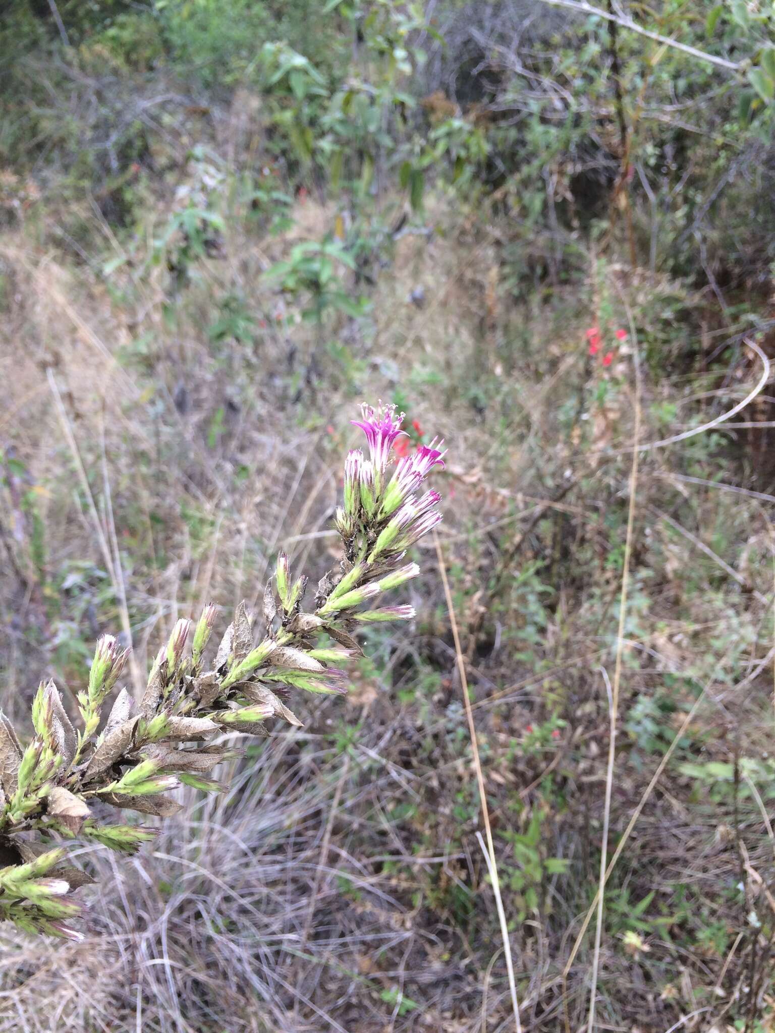 Image of Acourtia moschata (La Llave & Lex.) DC.