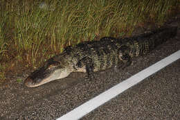 Image of alligators