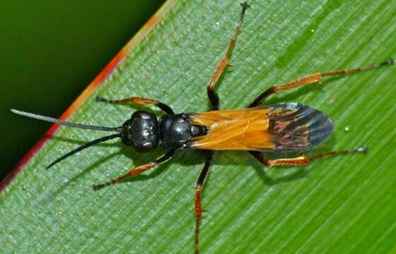 Image of Priocnemis conformis Smith 1876