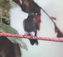 Image of Hoary Puffleg