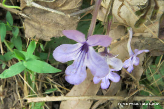 Image of Streptocarpus haygarthii N. E. Brown ex C. B. Clarke