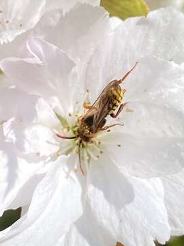 Image of Nomada flava Panzer 1798