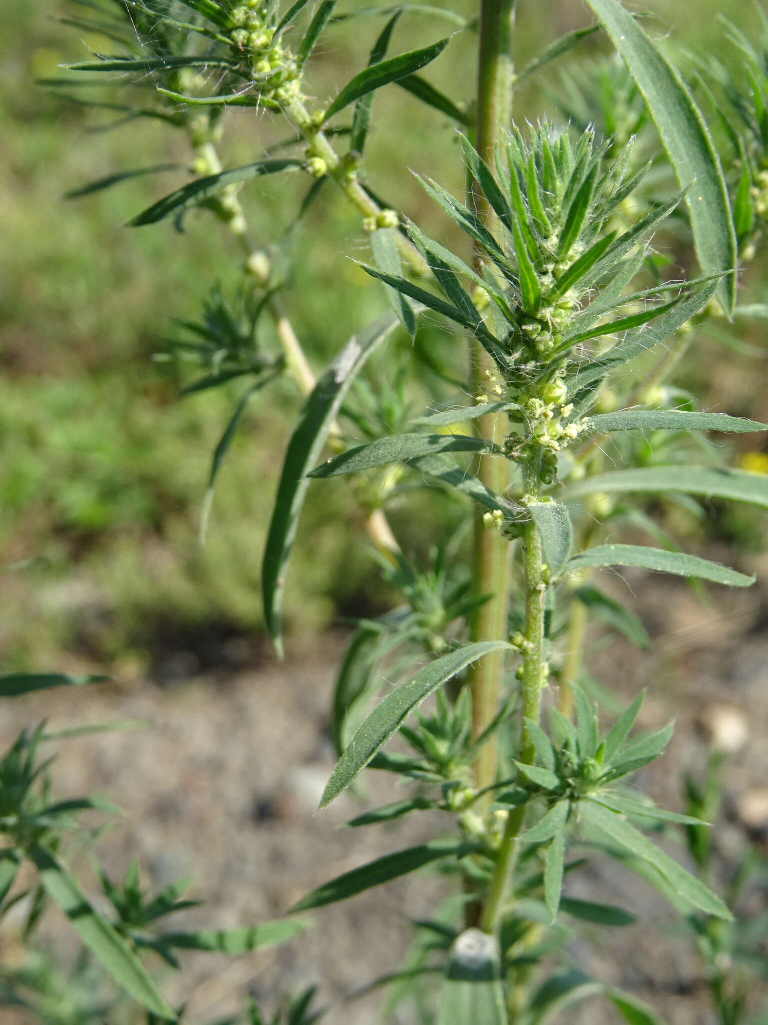 Imagem de Bassia scoparia subsp. densiflora (Turcz. ex Aellen) S. Cirujano & M. Velayos