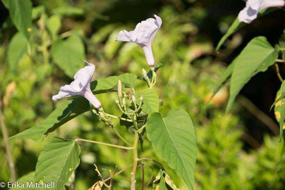 Imagem de Ipomoea carnea subsp. fistulosa (Mart. ex Choisy) D. F. Austin