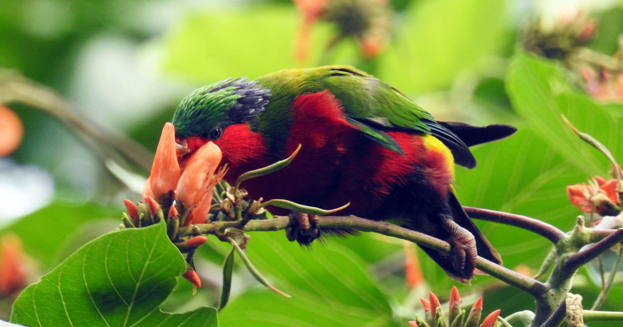 Image of Kuhl's Lorikeet