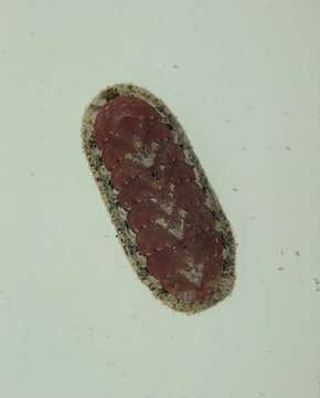 Image of Stenoplax purpurascens (C. B. Adams 1845)