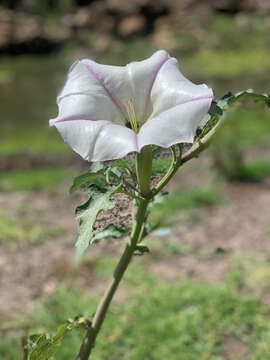 Imagem de Brugmansia ceratocaula (Jacq.) Court ex Gaede