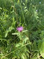 Centaurea phrygia subsp. stenolepis (A. Kern.) Gugler resmi