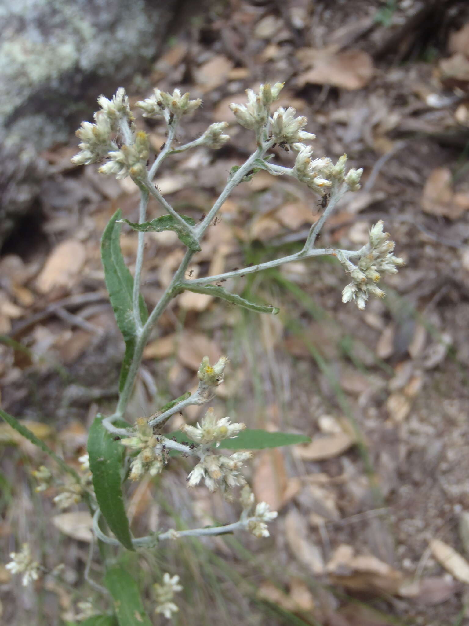 Image de Pseudognaphalium pringlei (A. Gray) A. A. Anderberg