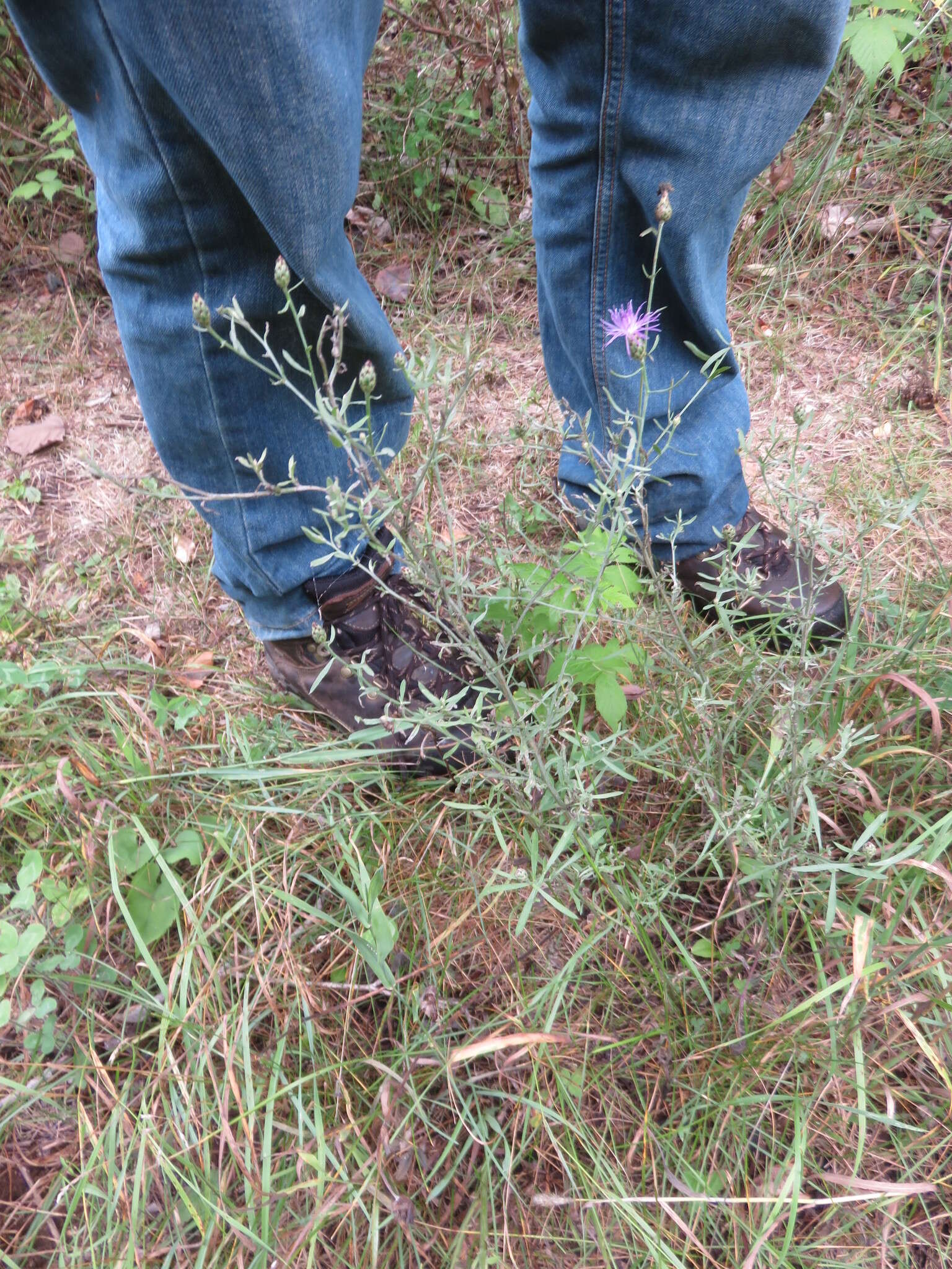 Image of spotted knapweed