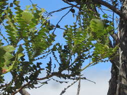 Image of Banksia baxteri R. Br.