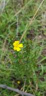 Image of Hibbertia empetrifolia subsp. empetrifolia