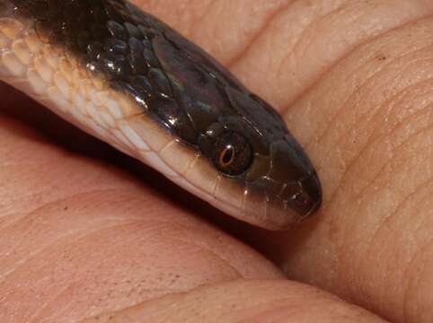 Image of Common Brown Water Snake