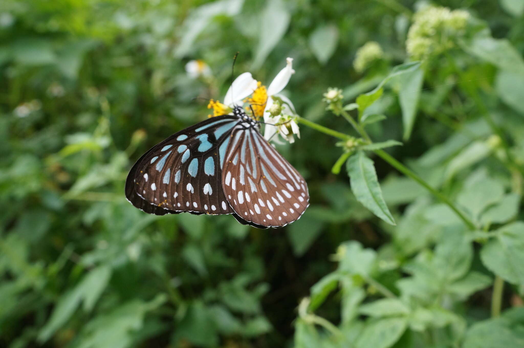 Image of Ideopsis similis Linnaeus 1758