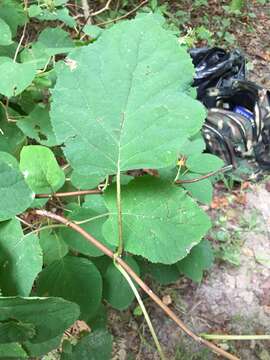 Image of wild hydrangea