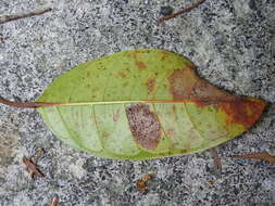 Image of Ficus nervosa Heyne ex Roth