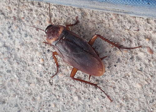 Image of Large Brown Cockroach