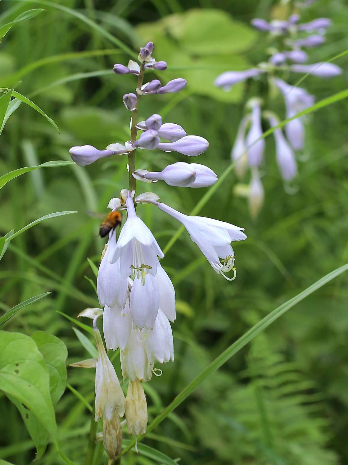 Imagem de Hosta sieboldiana (Hook.) Engl.