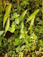 Imagem de Sagittaria trifolia L.