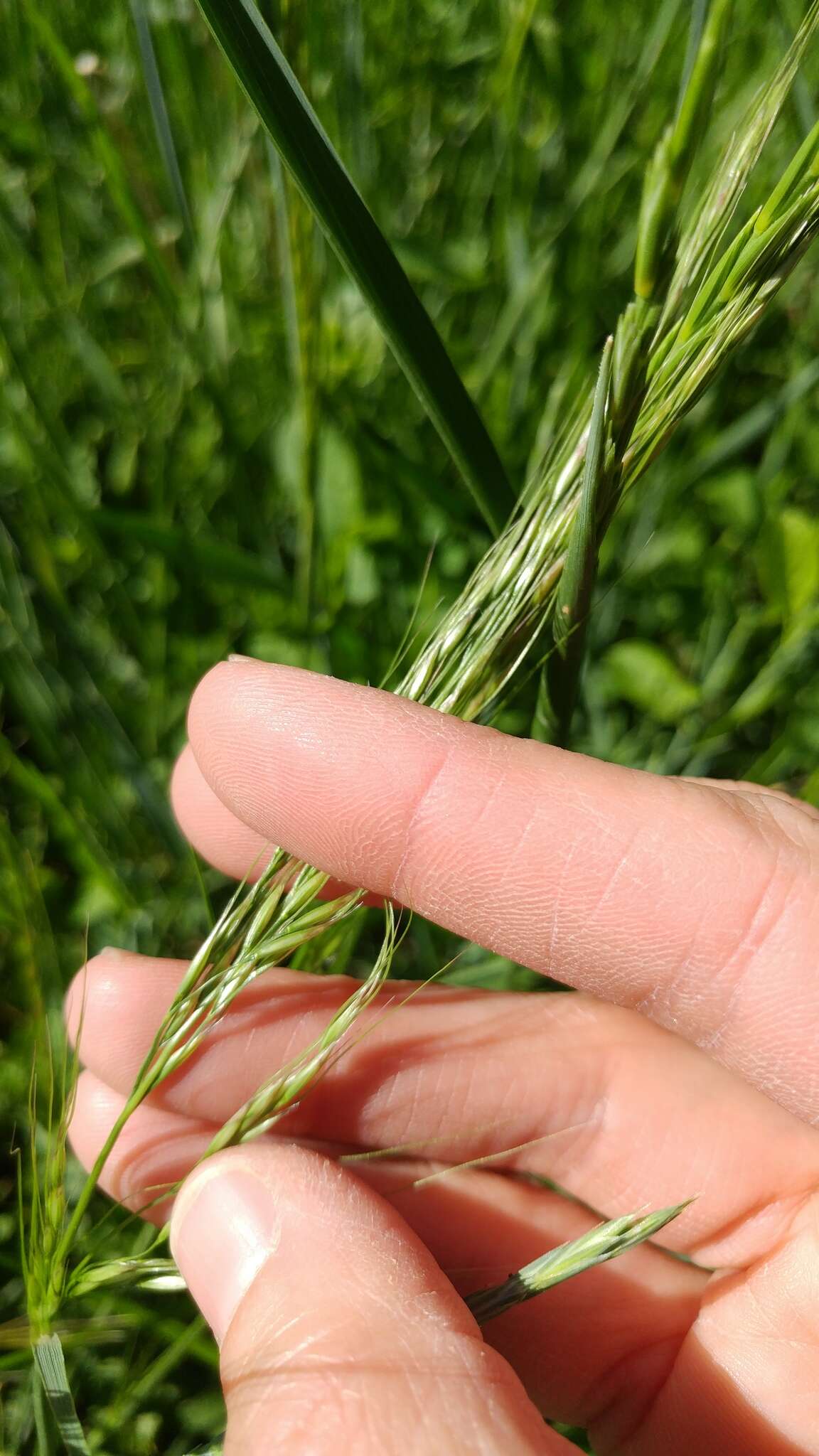 Image of green needlegrass