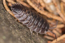 Image of Porcellio obsoletus Budde-Lund 1885